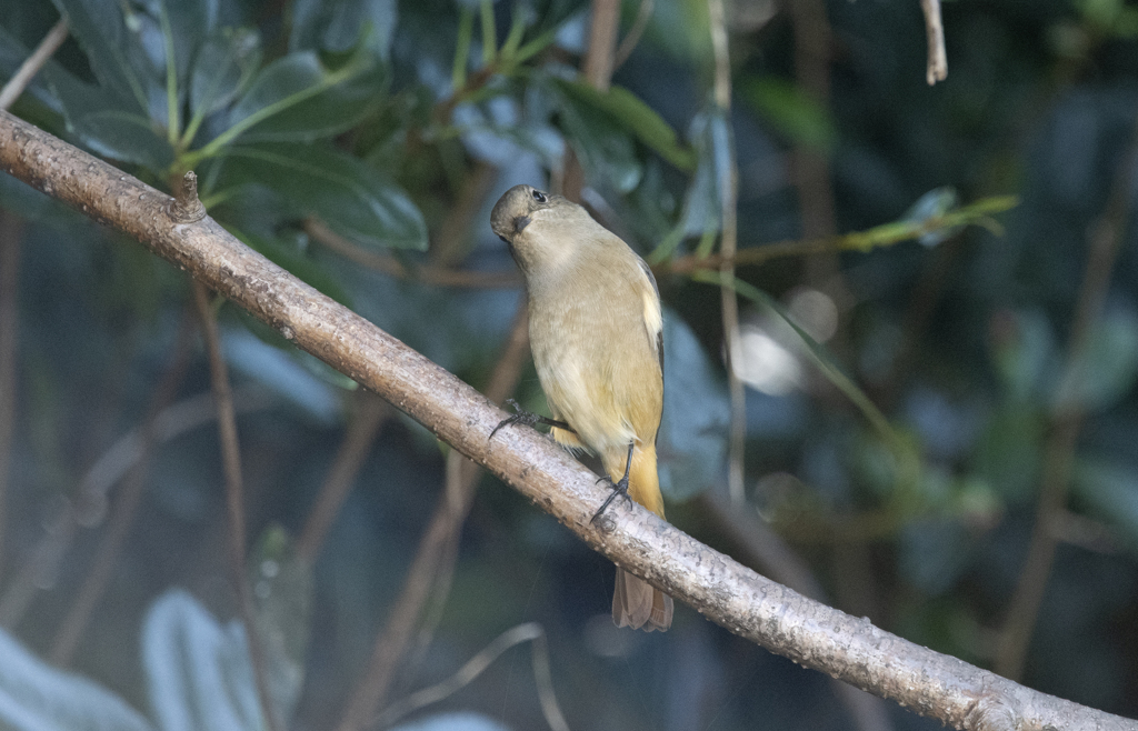 ジョウビタキ♀⑱