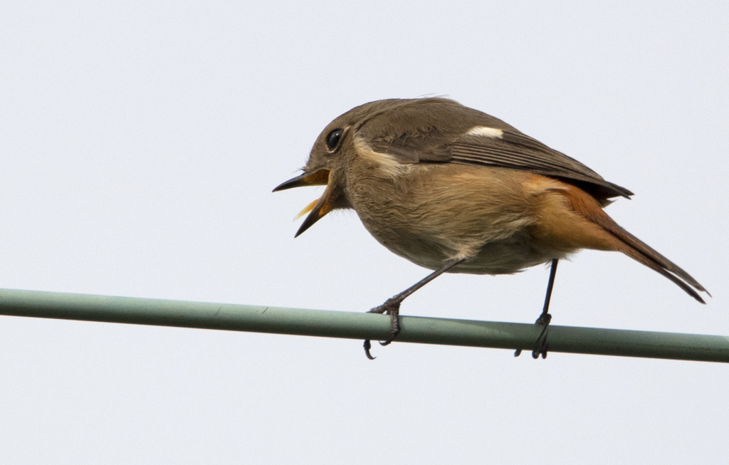 ジョウビタキ♀⑤  『叫び』