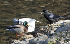 白鳥の餌場 ②