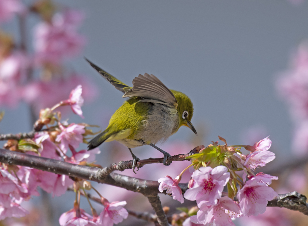メジロ31 (河津桜にメジロ)