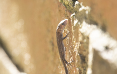 カナヘビの赤ちゃん？