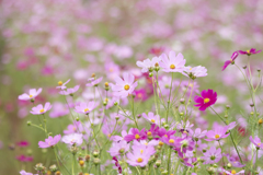 秋桜 ④