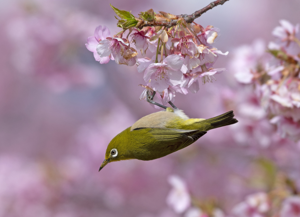 メジロ27 (河津桜にメジロ)