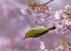 メジロ27 (河津桜にメジロ)