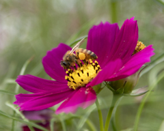 秋桜にミツバチ