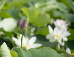 蓮つぼみ
