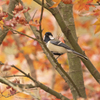 シジュウカラの紅葉狩り
