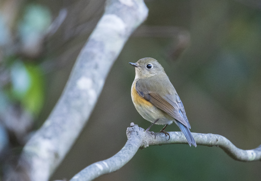 ルリビタキ♀④