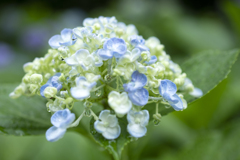 紫陽花 ③
