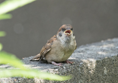 スズメ 幼鳥
