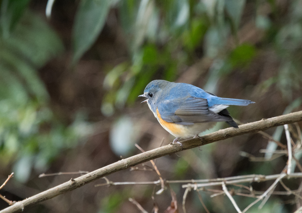 ルリビタキ♂⑲