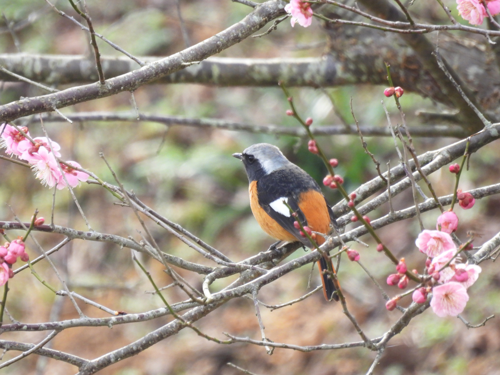 梅にジョウビタキ