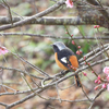 梅にジョウビタキ