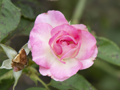 ストロベリーアイス ②