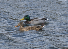 マガモ カップルかも