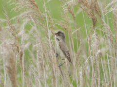 オオヨシキリ ④