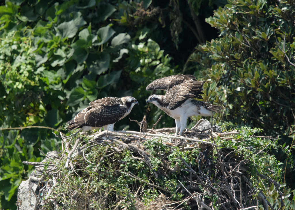 兄弟で羽ばたき練習中