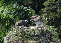 兄弟で羽ばたき練習中