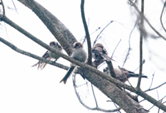 エナガ 幼鳥たち