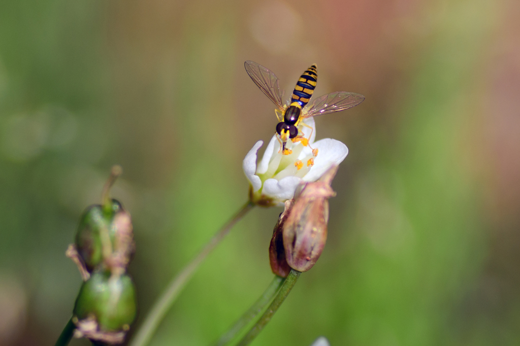 ちっちゃいアブ
