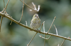 マヒワ♀
