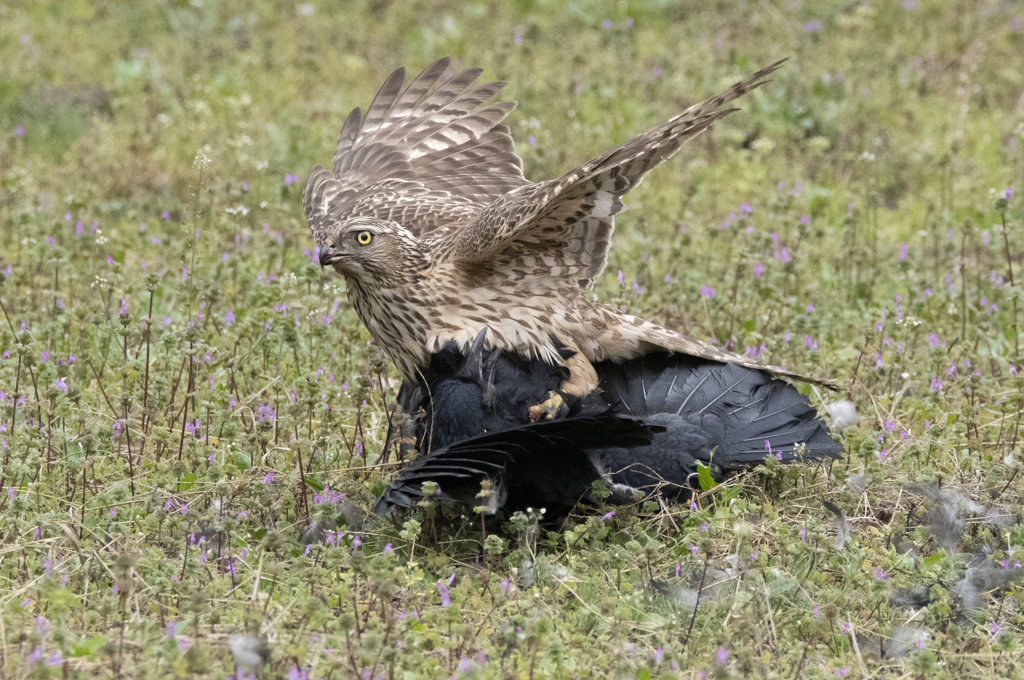 オオタカ若鳥 カラス捕食 By ロウ Id 写真共有サイト Photohito