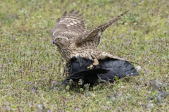 オオタカ若鳥 (カラス捕食)　⑤