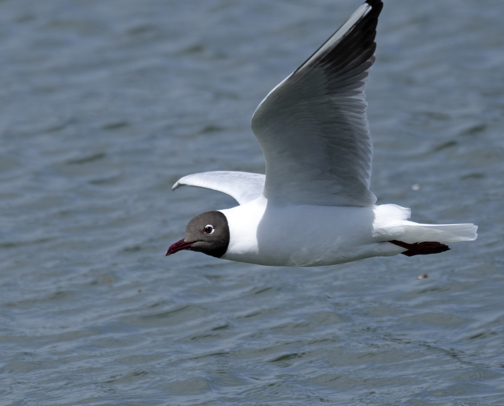 ユリカモメ 夏羽