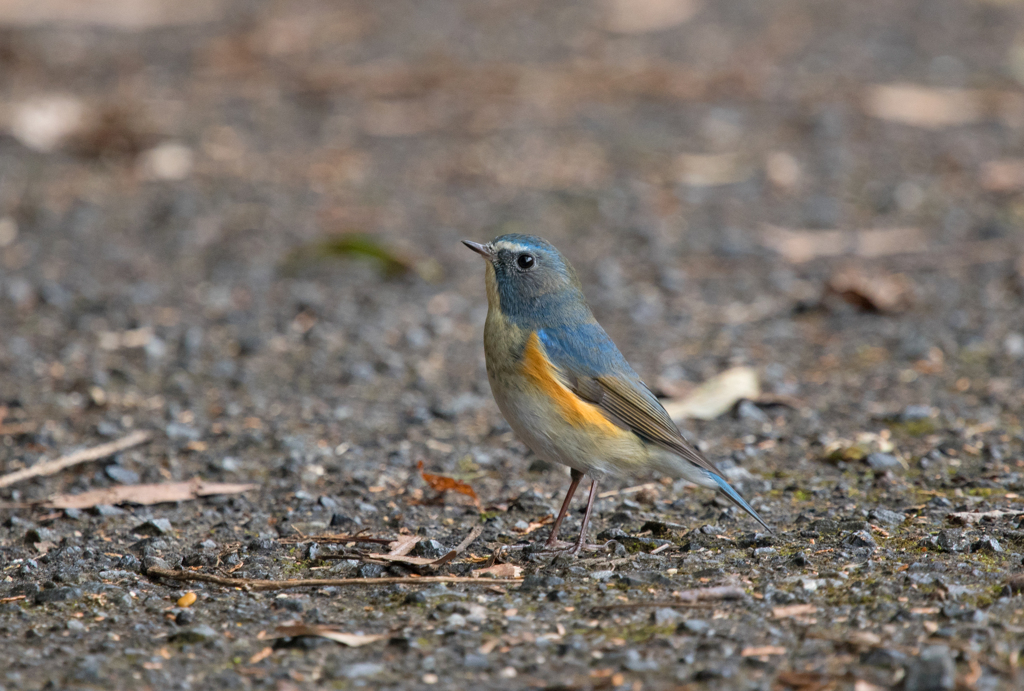 ルリビタキ♂⑯