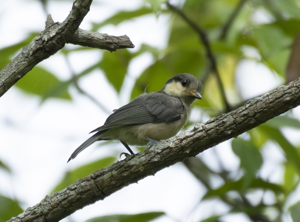 ヤマガラ 幼鳥 ③