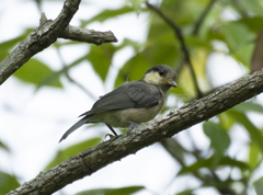 ヤマガラ 幼鳥 ③