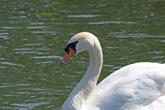 コブハクチョウ ③