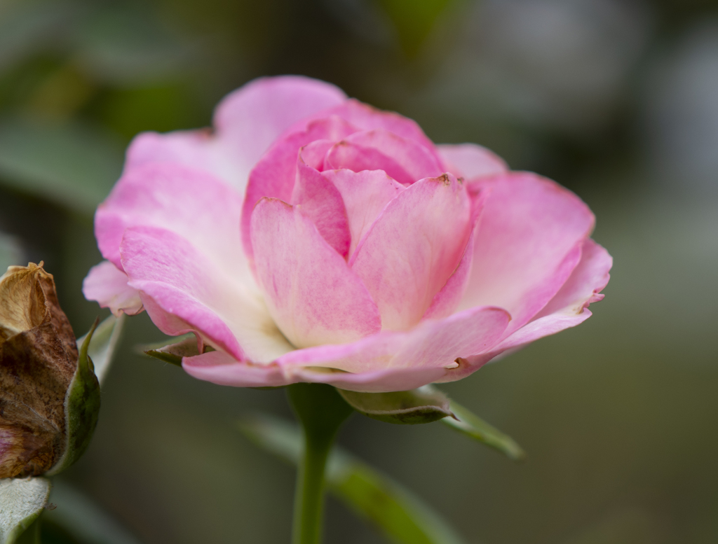 ストロベリーアイス