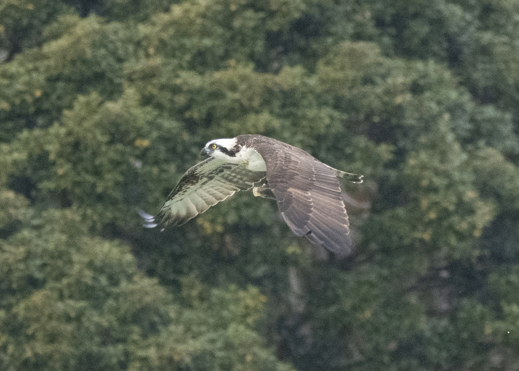 ミサゴ ハンティング ④