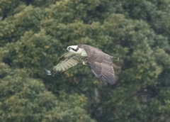 ミサゴ ハンティング ④