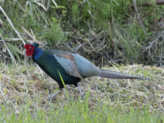 雉♂