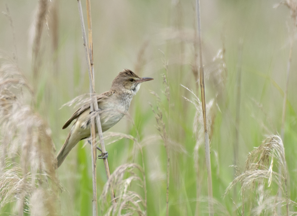 オオヨシキリ ②