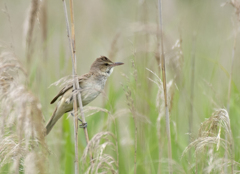 オオヨシキリ ②
