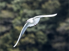 ユリカモメ 冬羽？ ②