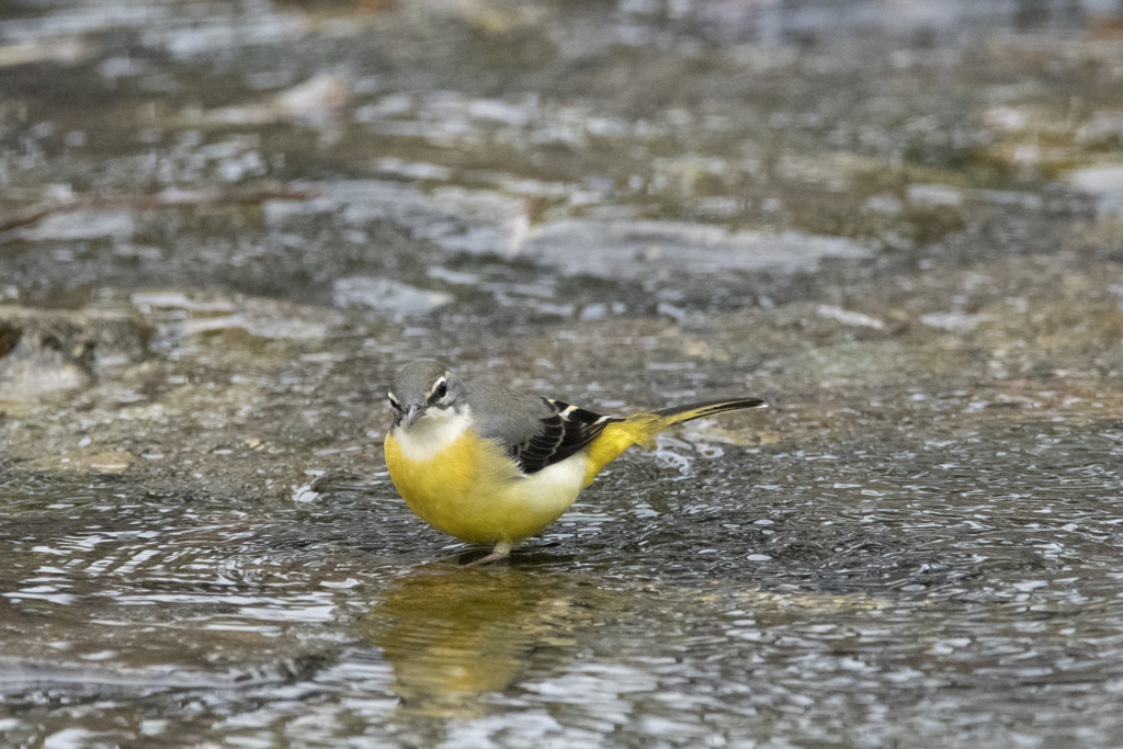キセキレイ♀ ⑫