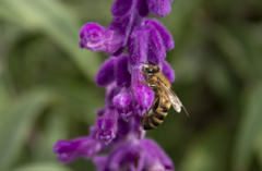 アメジストセージにミツバチ