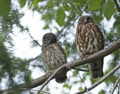 アオバズク親子 ④