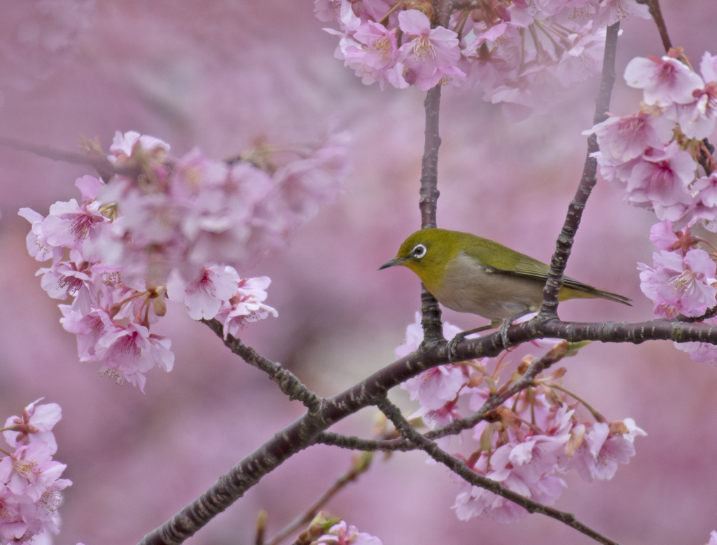 メジロ28 (河津桜にメジロ)