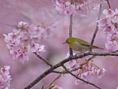 メジロ28 (河津桜にメジロ)