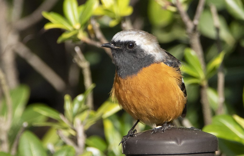 ジョウビタキ♂⑧