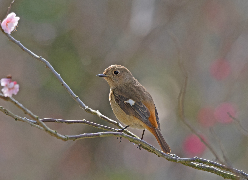 ジョウビタキ♀⑬