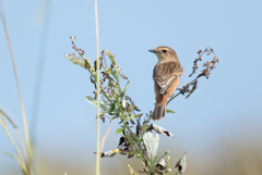 ノビタキ♀ 27