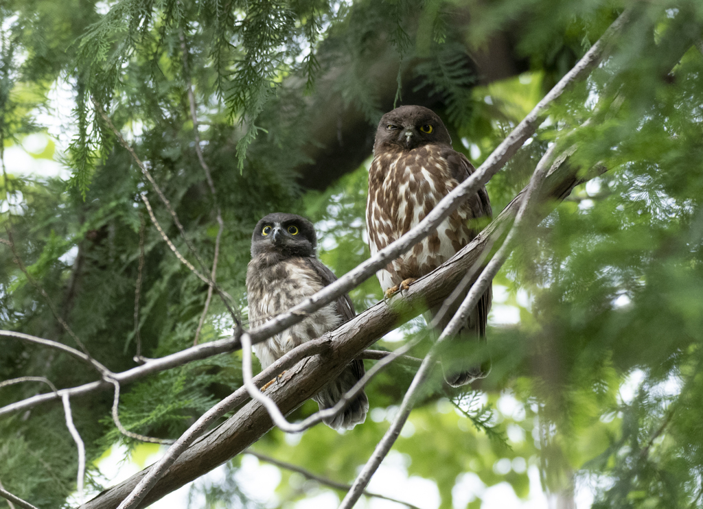 アオバズク親子