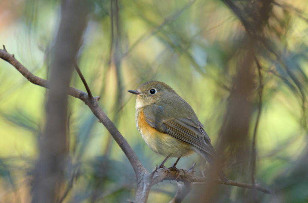 ルリビタキ♀⑦