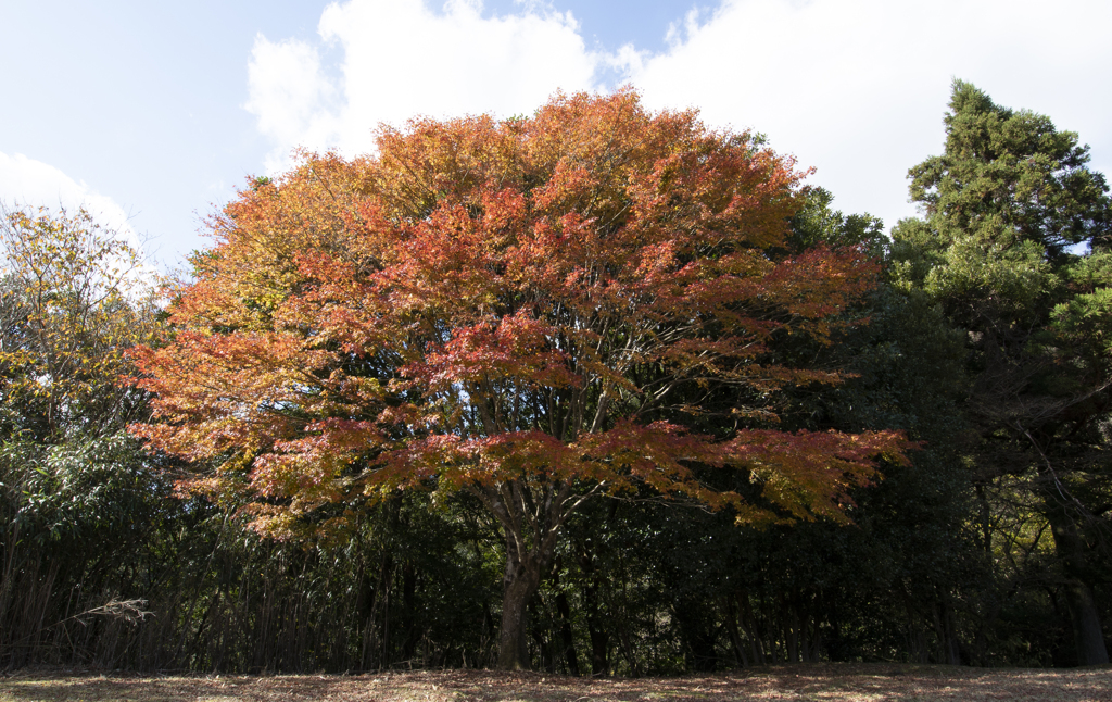 紅葉